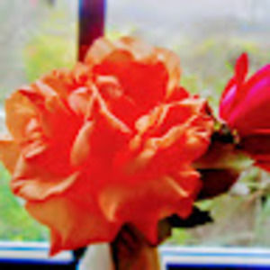 Meet your Posher, Stella